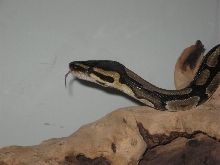 BP5