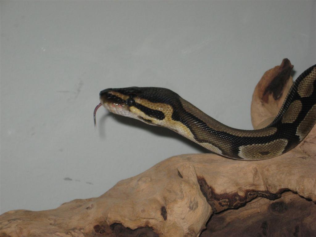 BP5