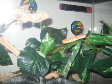 C6
