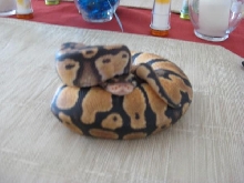 BP8