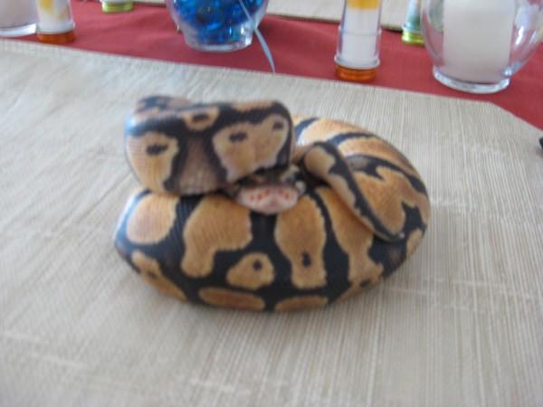 BP8