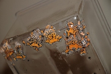 Bombina maxima juveniles