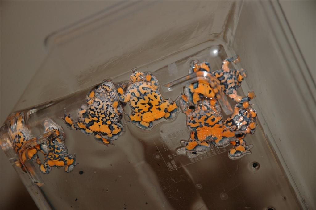 Bombina maxima juveniles