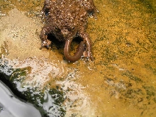 Bombina maxima