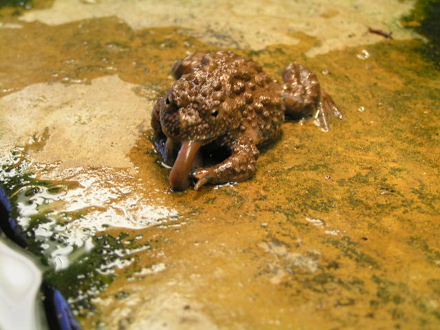 Bombina maxima