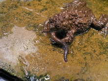 Bombina maxima
