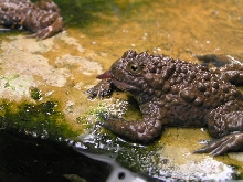 Bombina maxima
