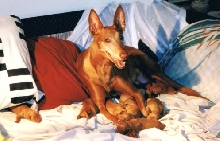 JezPups070399