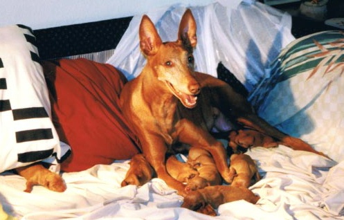 JezPups070399