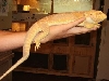Ifrit 1yr old2