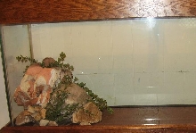 beardie setup