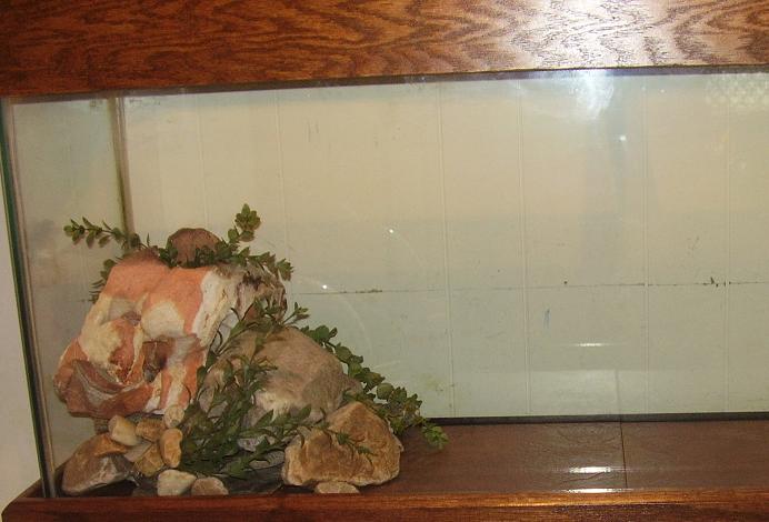 beardie setup