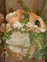 beardie setup 2