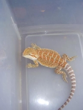 Ifrit