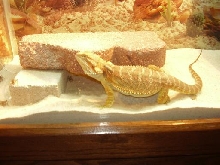 Ifrit eating