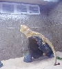 Ifrit on jagged rock