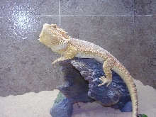 Ifrit on log