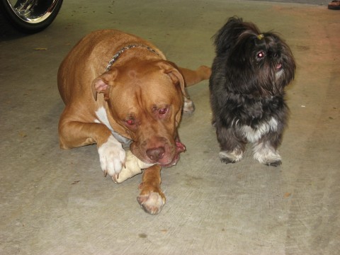 Zoe & Diesel