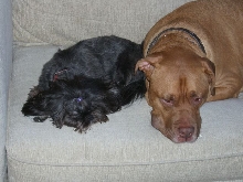 Zoe & Diesel 2