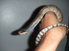 False Water Cobra