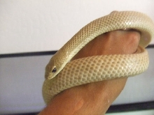 Madigascar Blonde Hognose
