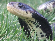 False Water Cobra