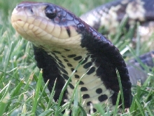 False Water Cobra