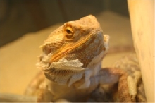 Gimme some skin !!