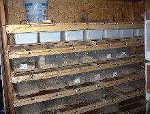 rat racks