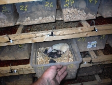 rat racks