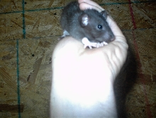 rat racks