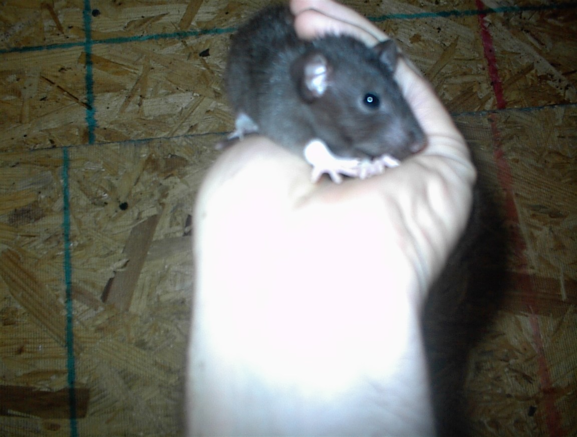 rat racks