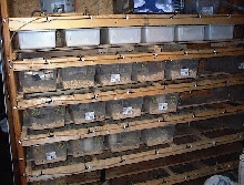birthing rack
