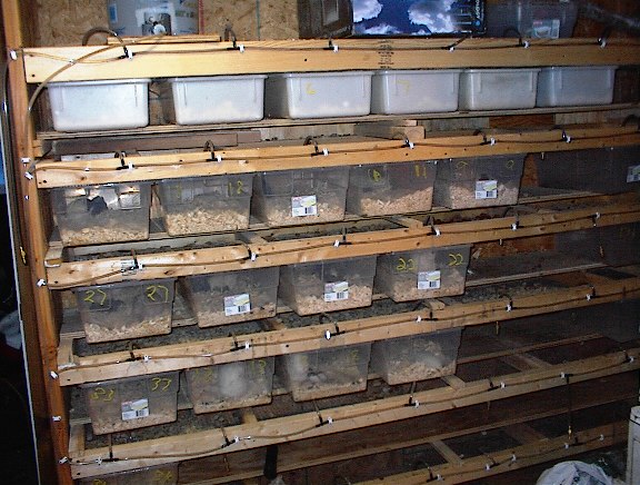 birthing rack