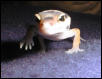 Amidala attacking the camera