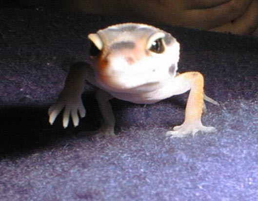 Amidala attacking the camera
