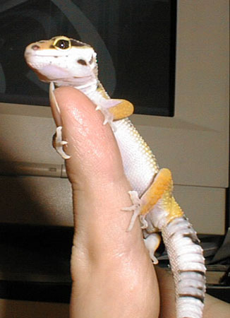 Amidala impersonating a tree frog