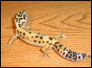 Art Gecko