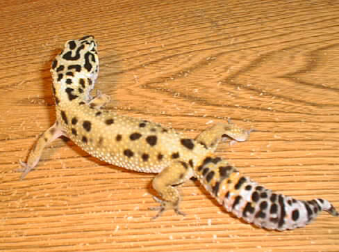 Art Gecko