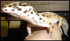 Art Gecko