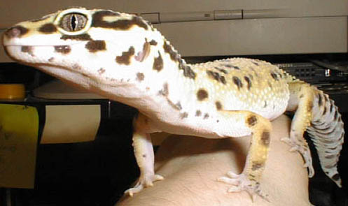 Art Gecko