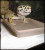 Art Gecko soaking her feet