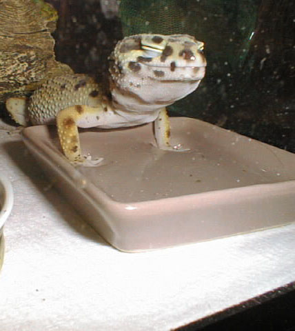 Art Gecko soaking her feet