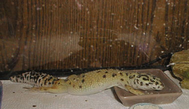 Art Gecko in her water (again)