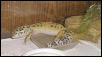 Art Gecko, still sleeping in water