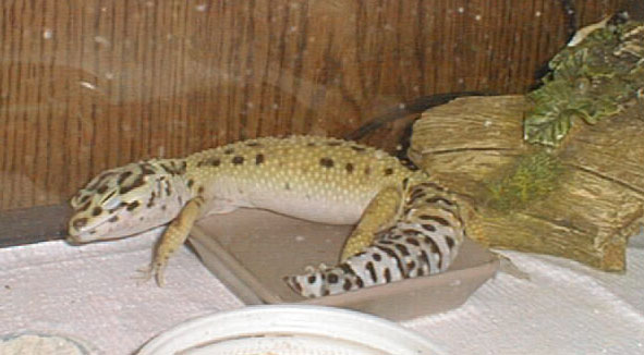 Art Gecko, still sleeping in water