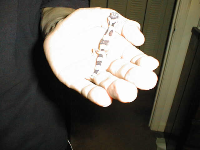 Art Gecko, day 1