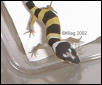 Lobster Head Gecko