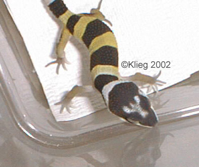 Lobster Head Gecko