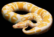 albino